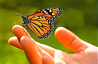 painted lady butterfly.jpg